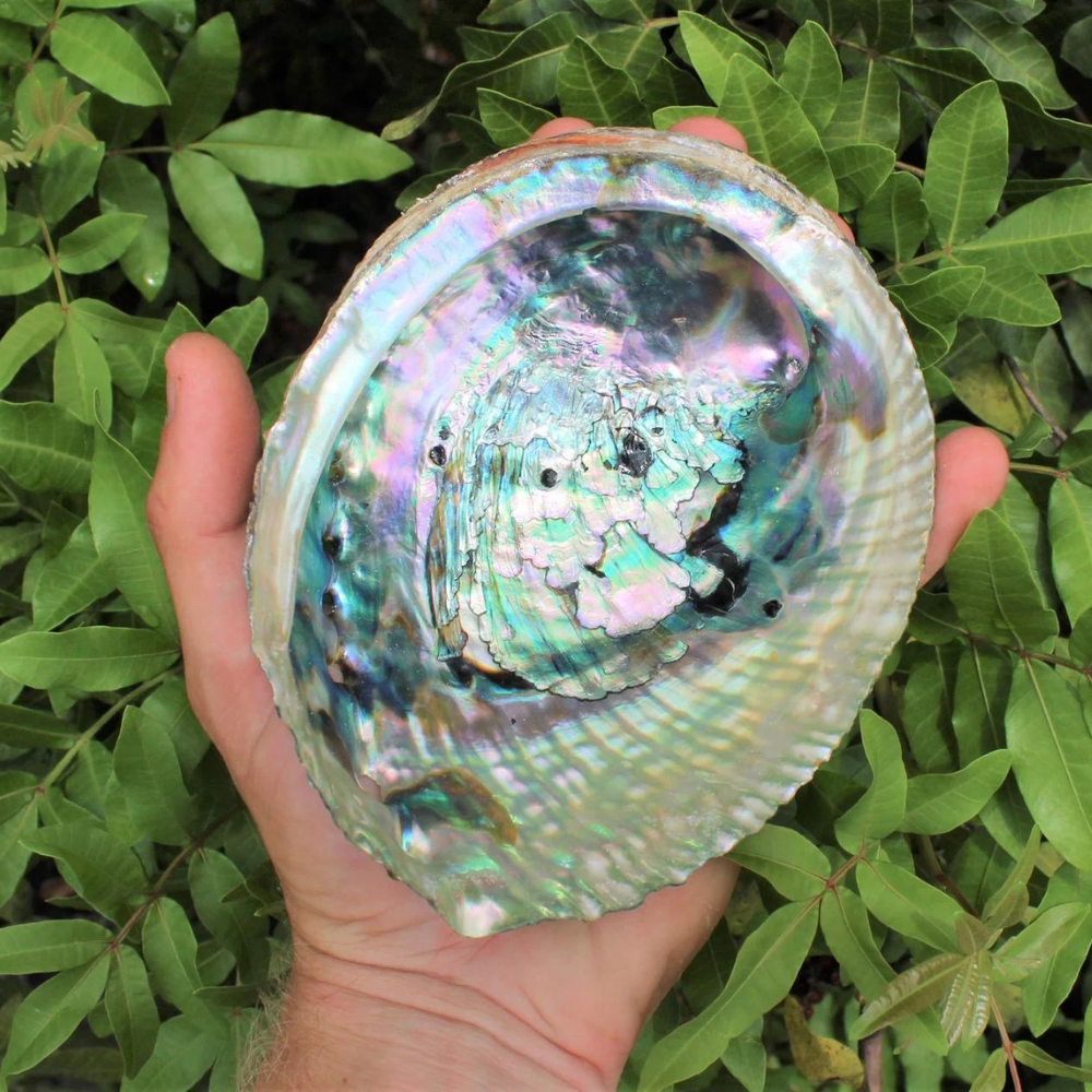Abalone Shells for Smudging & Incense Stones Crystal Shop