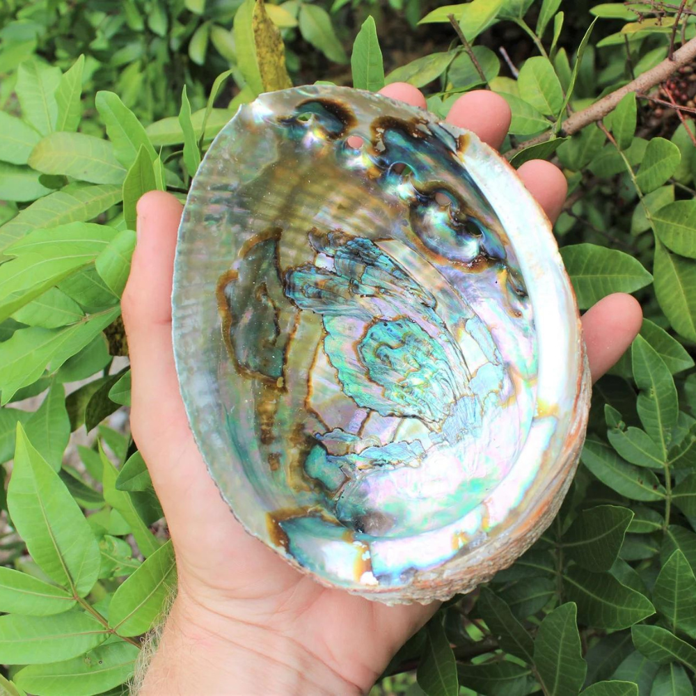 Abalone Shells for Smudging & Incense Stones Crystal Shop