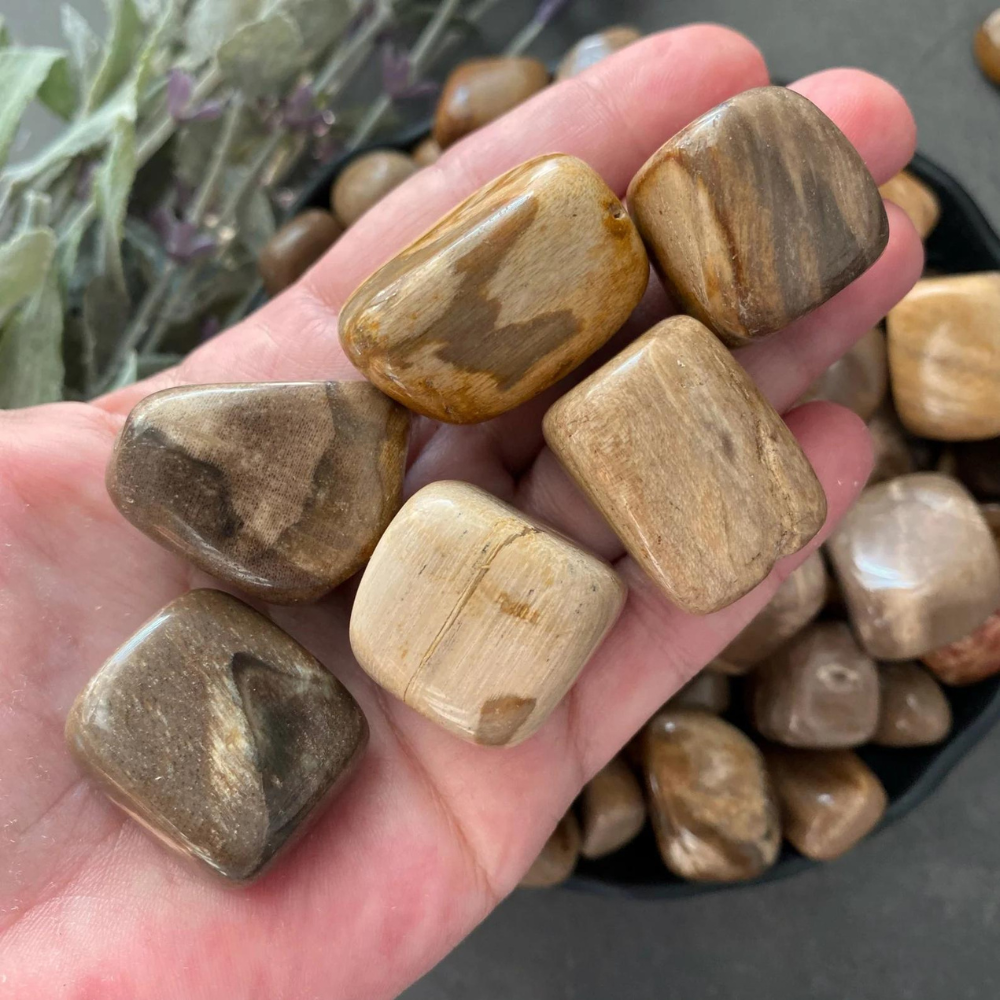 Petrified Wood Stone (Draft for Bandar review) Stones Crystal Shop