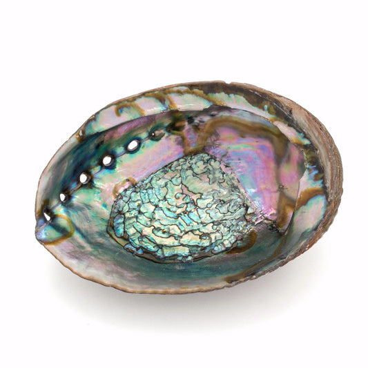 Abalone Shells - Sage Smudging Bowl & Incense Holder - 5" to 6"